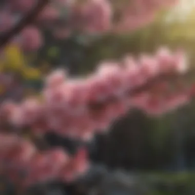 Vibrant Pink Blossoms on Tree Branch