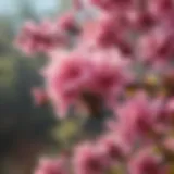 Vibrant pink flowering bush attracting bees