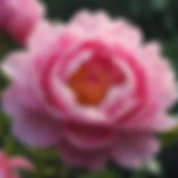 Vibrant Pink Peony Blossom