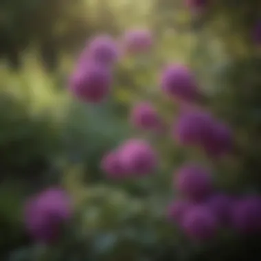 Vibrant Purple Flowers of a Summer Flowering Bush