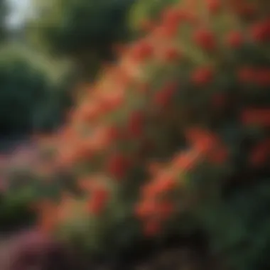 Close-up of vibrant small shrubs showcasing their rich textures and colors in a shaded area.