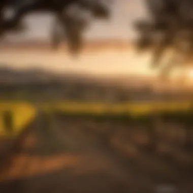 Vineyard Sunset in Sonoma Valley