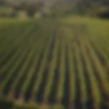 Aerial view of lush vineyards in Napa Valley