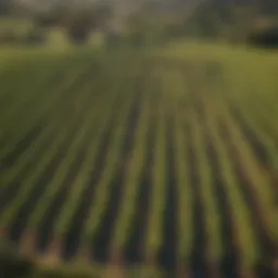 Aerial view of lush vineyards in Napa Valley