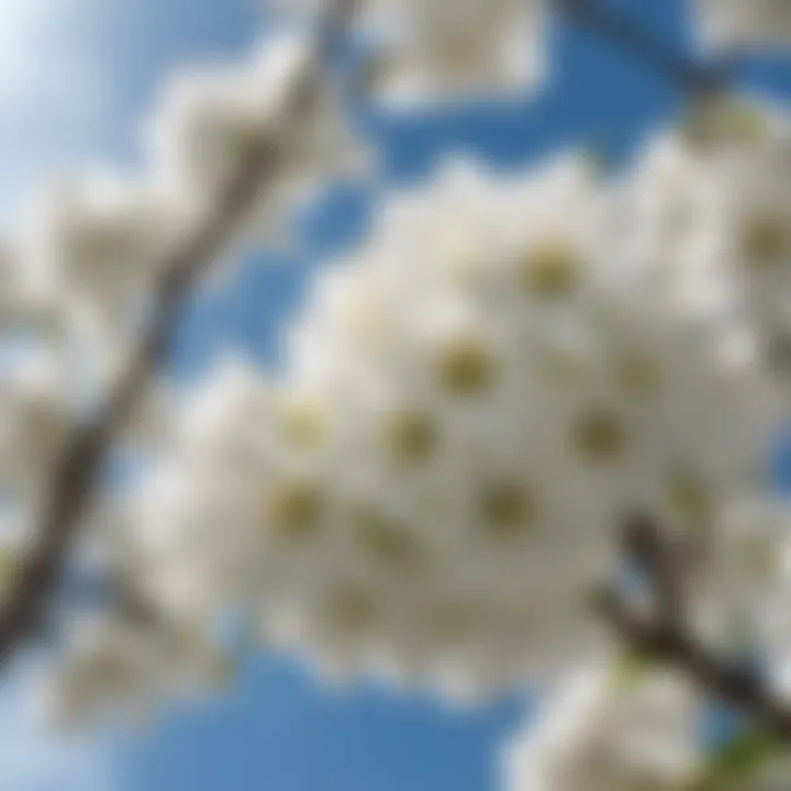 Close-up of White Blossoms Against Blue Sky