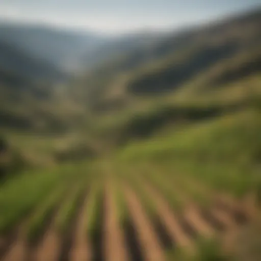 A picturesque vineyard in the Douro Valley showcasing terraced landscapes